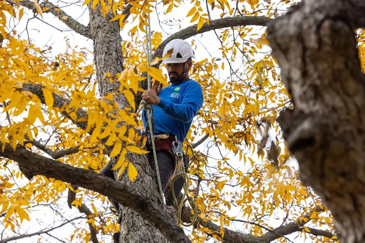 Skilled Tree Planting crew working in Westfield