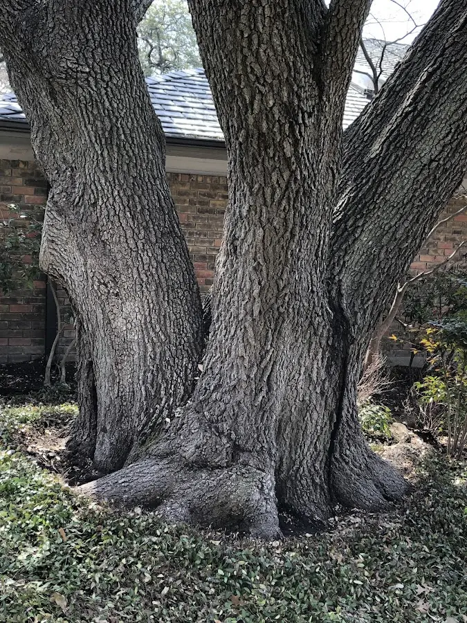 Mature heritage tree close to a Westfield property cared for by certified arborists